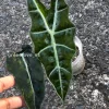 IMG_0220 Alocasia Sanderiana Aurea