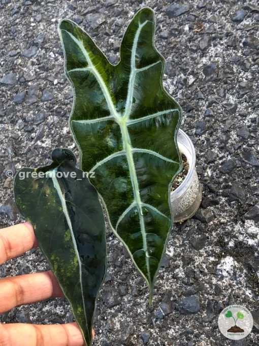 IMG_0220 Alocasia Sanderiana Aurea