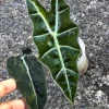 IMG_0221 Alocasia Sanderiana Aurea