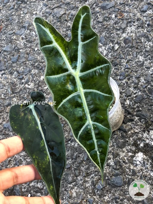 IMG_0221 Alocasia Sanderiana Aurea