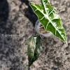 IMG_0228 Alocasia Sanderiana Aurea