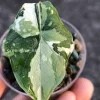 Variegated Alocasia Melo (albo)