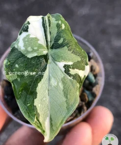 Variegated Alocasia Melo (albo)