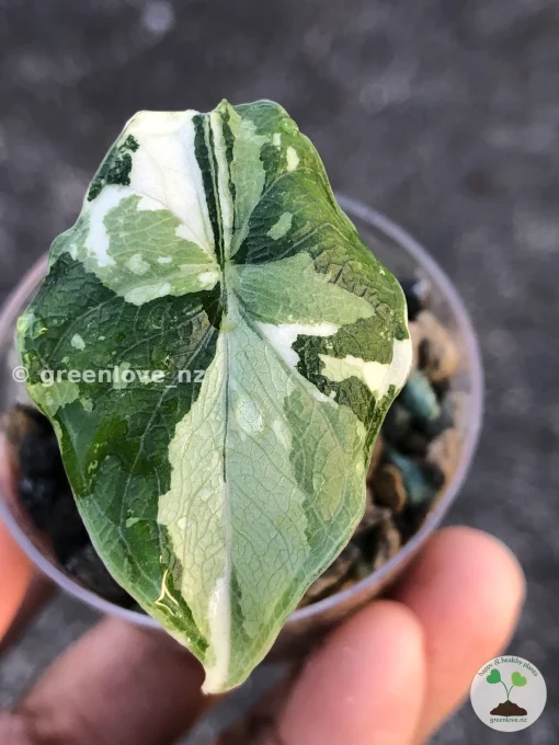 Variegated Alocasia Melo (albo)