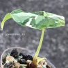 Variegated Alocasia Melo (albo)