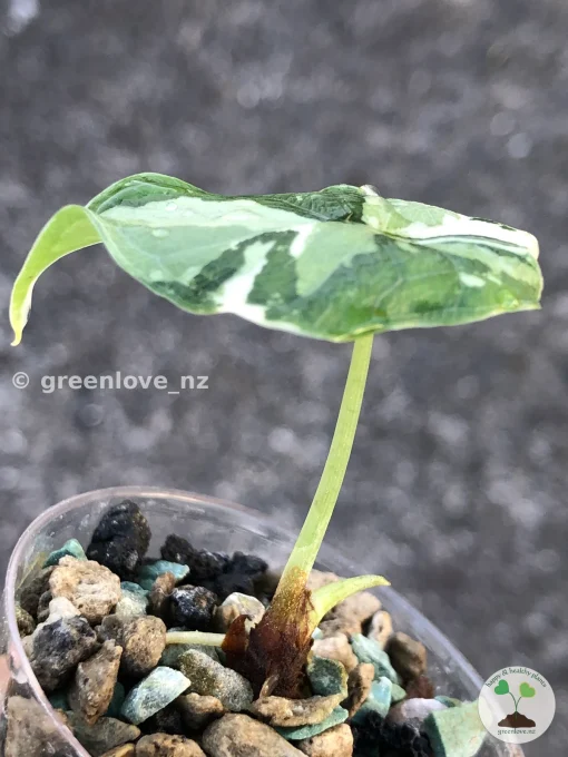Variegated Alocasia Melo (albo)
