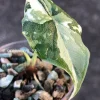 Variegated Alocasia Melo (albo)