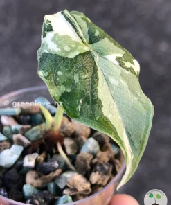 Variegated Alocasia Melo (albo)