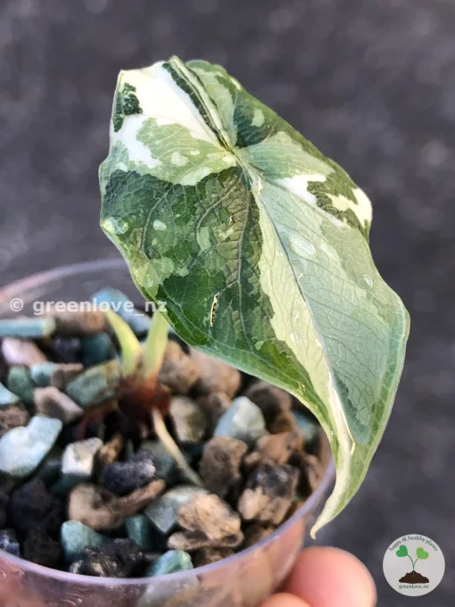 Variegated Alocasia Melo (albo)