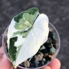 Variegated Alocasia Melo (albo)