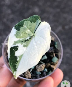 Variegated Alocasia Melo (albo)