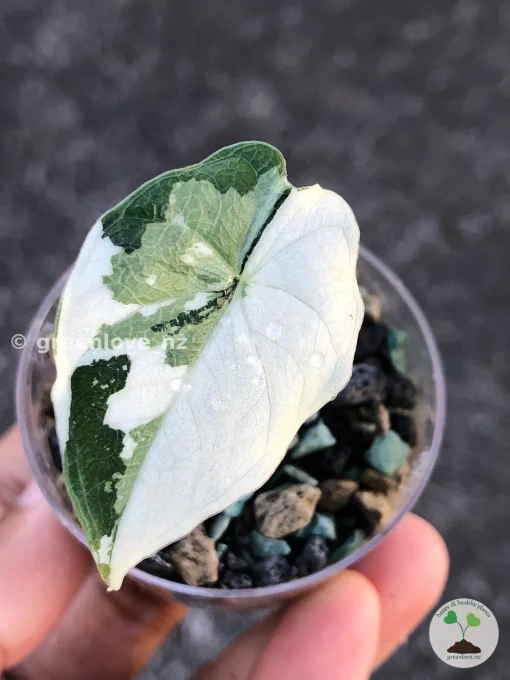 Variegated Alocasia Melo (albo)