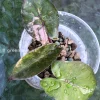 Alocasia Yucatan Princess Pink Variegated