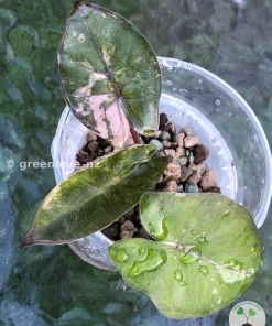 Alocasia Yucatan Princess Pink Variegated