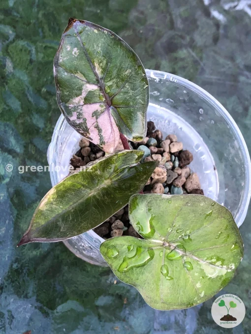 Alocasia Yucatan Princess Pink Variegated