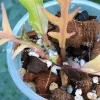 Philodendron Tortum Variegated