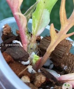 Philodendron Tortum Variegated