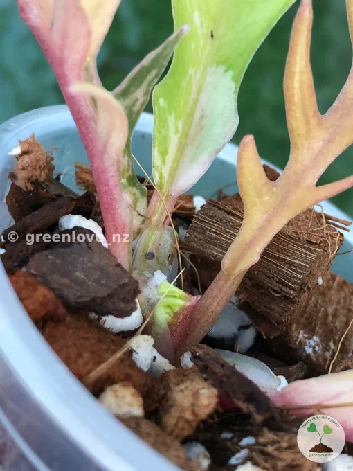 Philodendron Tortum Variegated