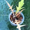Philodendron Tortum Variegated