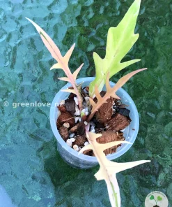 Philodendron Tortum Variegated