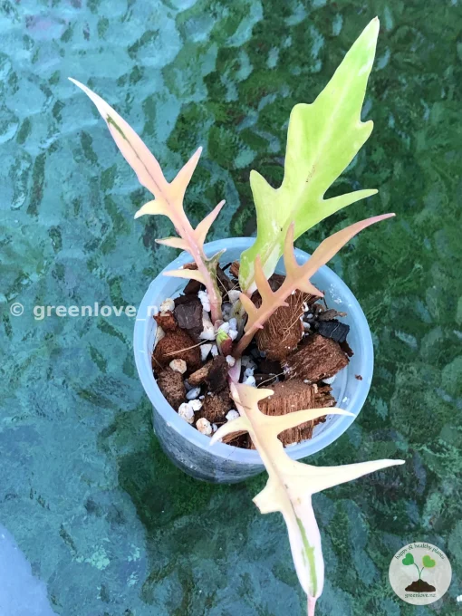 Philodendron Tortum Variegated