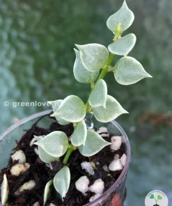 Dischidia ruscifolia variegated