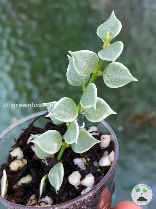 Dischidia ruscifolia variegated