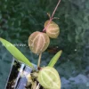 Dischidia ovata
