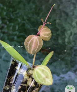 Dischidia ovata