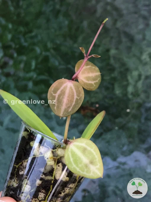 Dischidia ovata