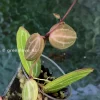 Dischidia ovata