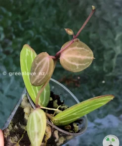 IMG_0344 Dischidia ovata