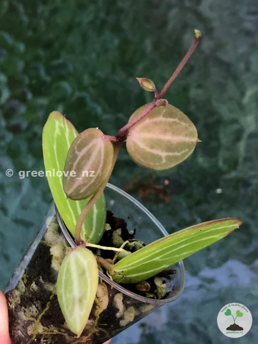 Dischidia ovata
