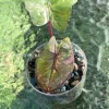 Alocasia Yucatan Princess Pink Variegated