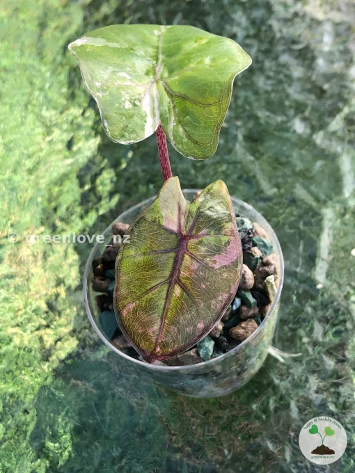 Alocasia Yucatan Princess Pink Variegated