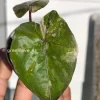 Alocasia Yucatan Princess Pink Variegated