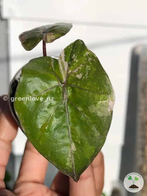 Alocasia Yucatan Princess Pink Variegated