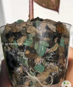 Alocasia Yucatan Princess Pink Variegated