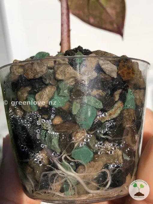 Alocasia Yucatan Princess Pink Variegated