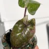 Alocasia Yucatan Princess Pink Variegated