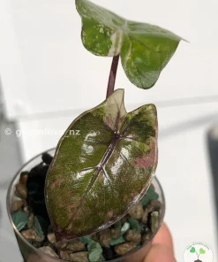 Alocasia Yucatan Princess Pink Variegated