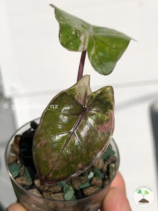 Alocasia Yucatan Princess Pink Variegated