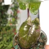 Alocasia Yucatan Princess Pink Variegated