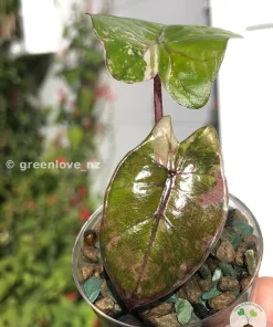 Alocasia Yucatan Princess Pink Variegated