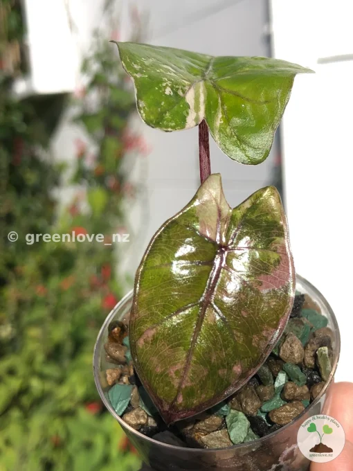 Alocasia Yucatan Princess Pink Variegated