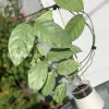 Rare Hoya Coriacea Silver