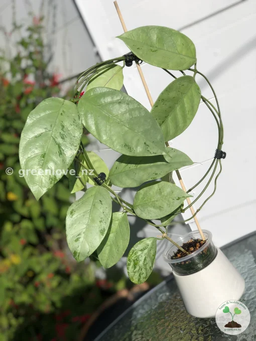 Rare Hoya Coriacea Silver