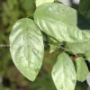 Rare Hoya Coriacea Silver