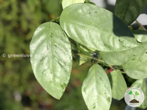 Rare Hoya Coriacea Silver