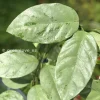 Rare Hoya Coriacea Silver